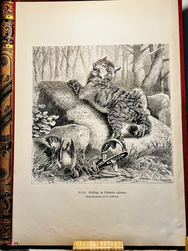 Wildkatze tellereisen 1879 - wildkatze,
